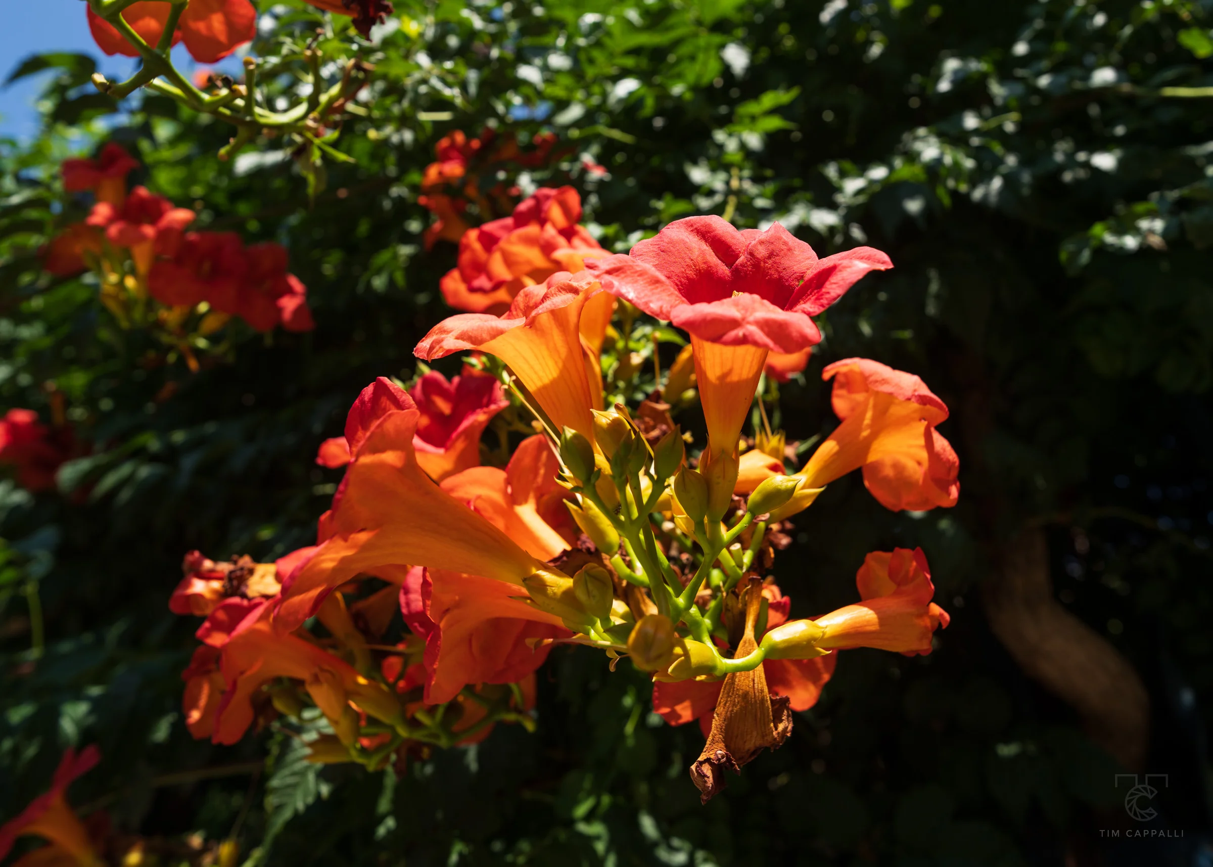 Trumpet Vines 📍Valldemossa 🇪🇸
